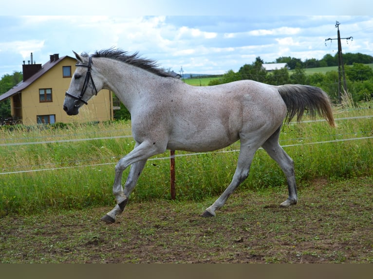 Malopolska horse Mare 13 years 16 hh Gray in Rożniatów