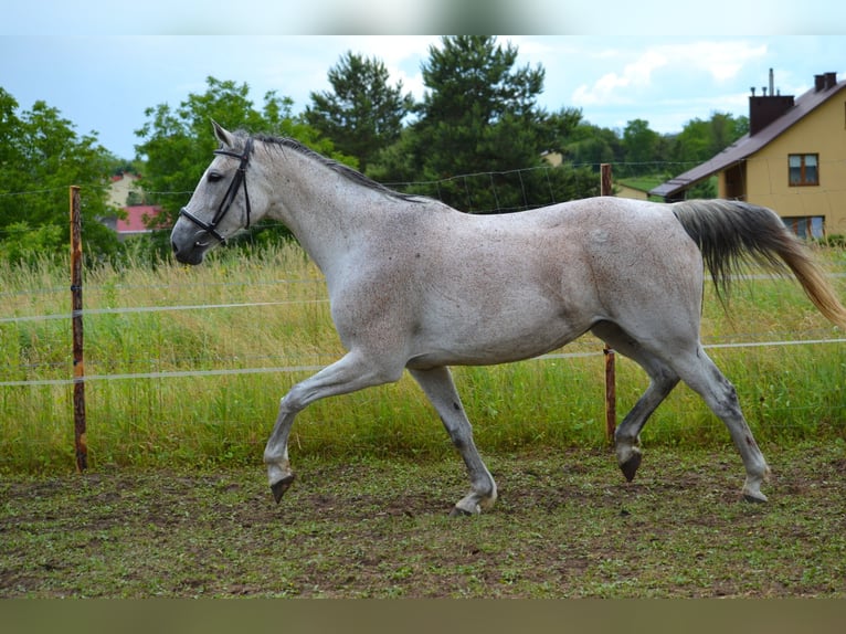 Malopolska horse Mare 13 years 16 hh Gray in Rożniatów