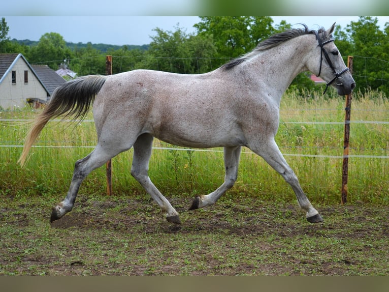 Malopolska horse Mare 13 years 16 hh Gray in Rożniatów