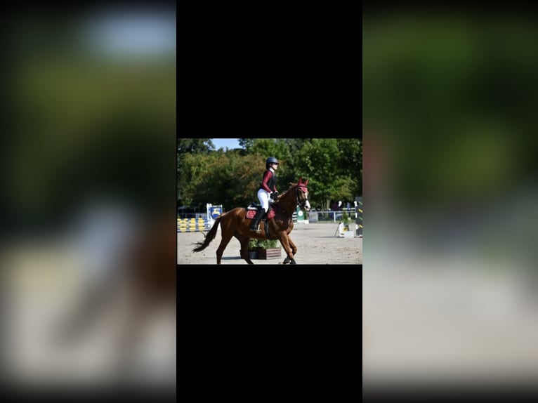 Malopolska horse Mare 14 years 16,1 hh Chestnut-Red in Zacisze