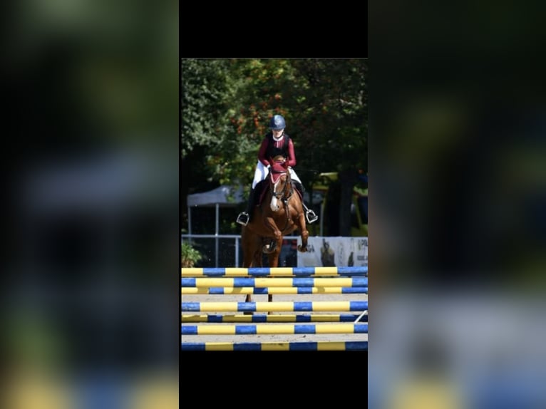 Malopolska horse Mare 14 years 16,1 hh Chestnut-Red in Zacisze