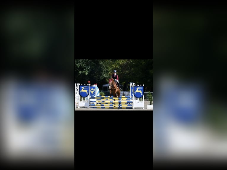 Malopolska horse Mare 14 years 16,1 hh Chestnut-Red in Zacisze