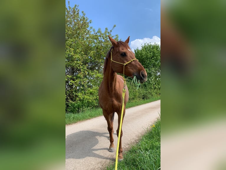 Malopolska horse Mix Mare 14 years 16 hh Chestnut-Red in Gerolfingen