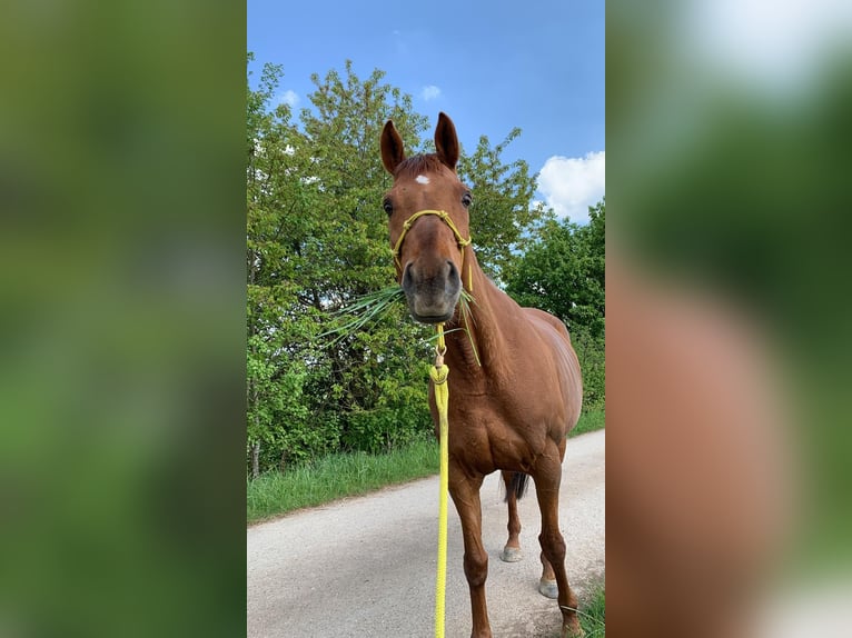 Malopolska horse Mix Mare 14 years 16 hh Chestnut-Red in Gerolfingen