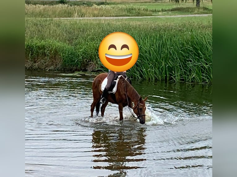 Malopolska horse Mix Mare 15 years 16 hh Chestnut-Red in Gerolfingen