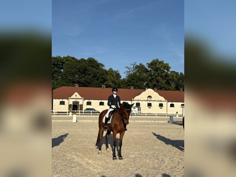 Malopolska horse Mare 15 years 16,2 hh Brown in Dobrzejewice