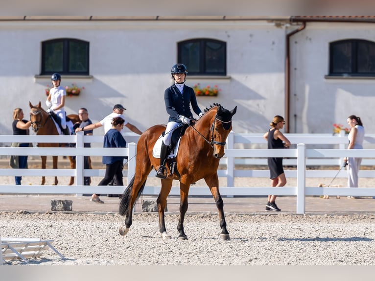Malopolska horse Mare 15 years 16,2 hh Brown in Dobrzejewice