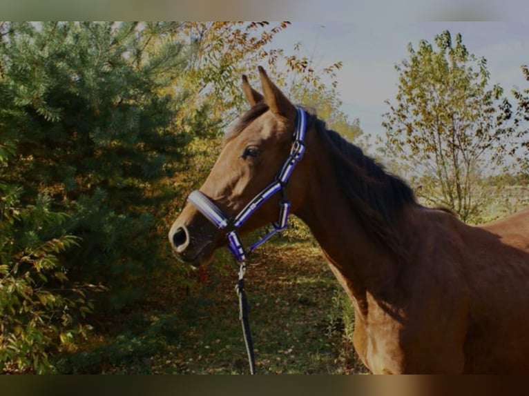 Malopolska horse Mare 2 years 16,2 hh Brown in Izabela