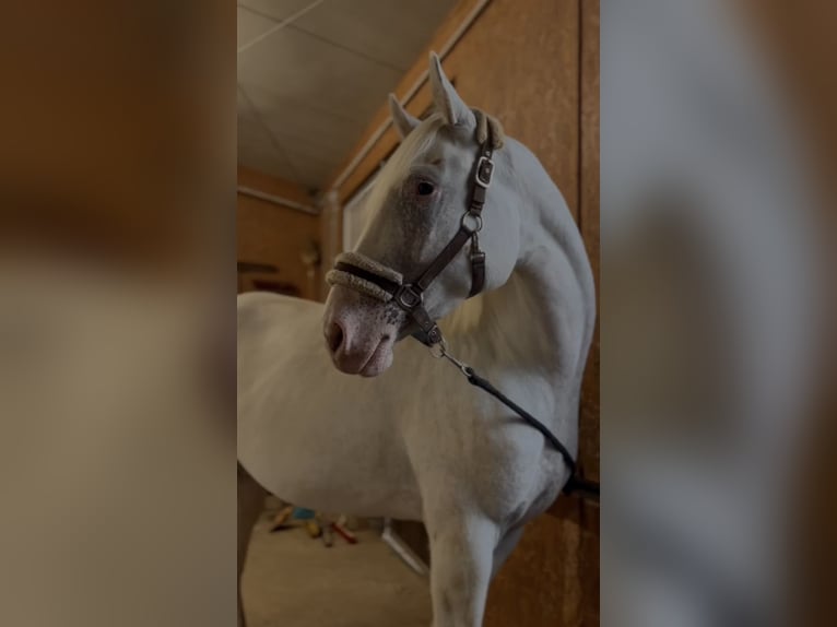 Malopolska horse Mare 3 years 15,2 hh Leopard-Piebald in Waiblingen