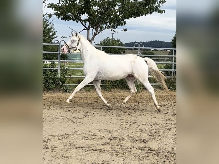 Malopolska horse Mare 3 years 15,2 hh Leopard-Piebald in Waiblingen
