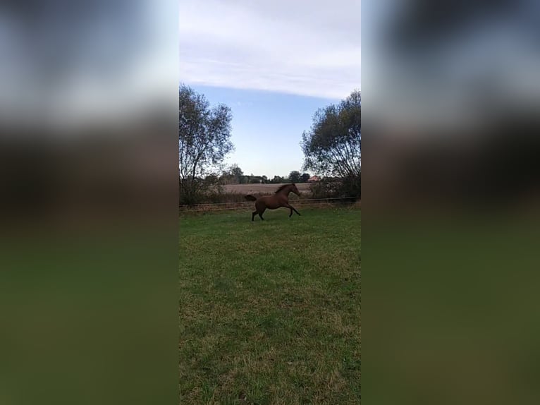 Malopolska horse Mare 3 years 15,3 hh Brown in Ortel Królewski Pierwszy