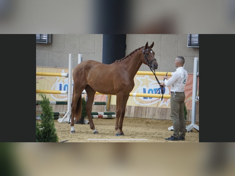 Malopolska horse Mare 3 years 16,1 hh Chestnut-Red in Rossosz