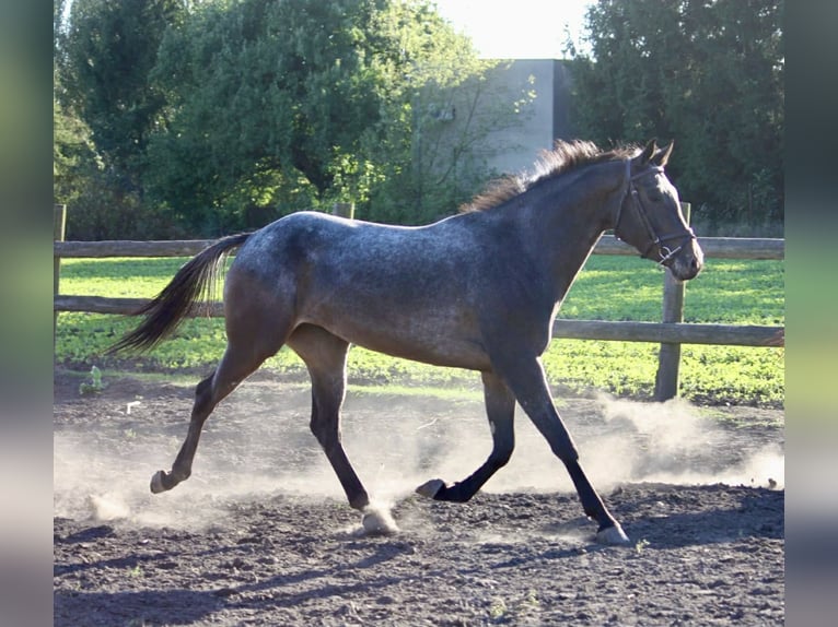 Malopolska horse Mare 4 years 15.1 hh Leopard-Piebald in Hrubieszów