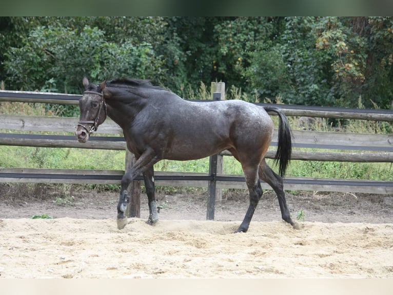 Malopolska horse Mare 4 years 15.1 hh Leopard-Piebald in Hrubieszów