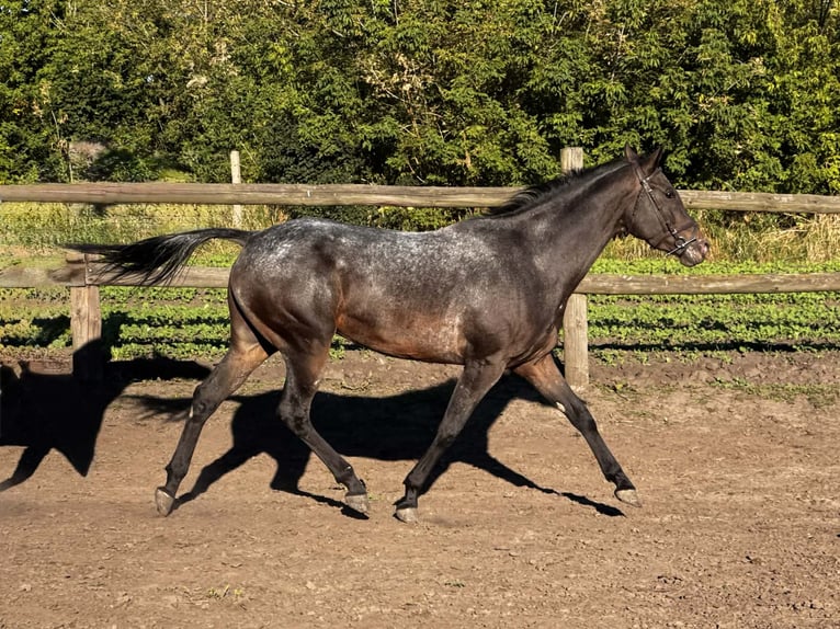Malopolska horse Mare 4 years 15,1 hh Leopard-Piebald in Hrubieszów