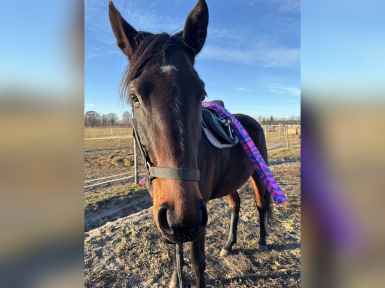 Malopolska horse Mare 4 years 16.2 hh  in nowe polichno