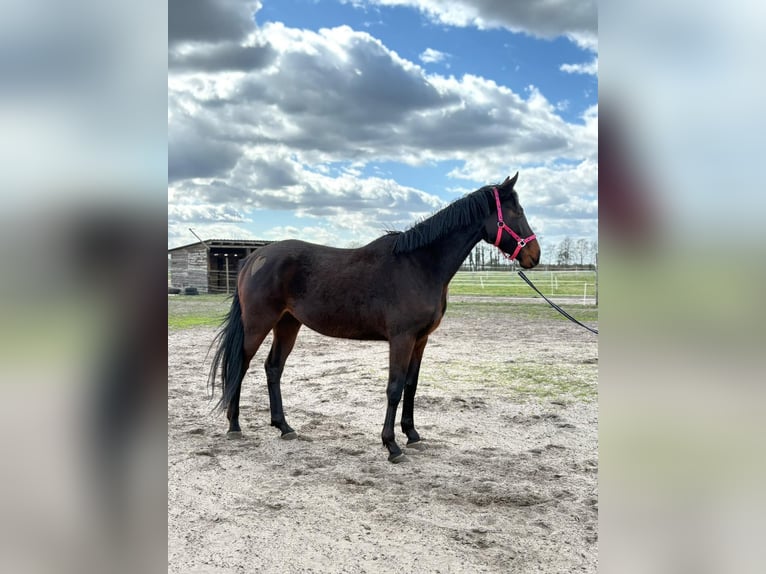 Malopolska horse Mare 4 years 16.2 hh Smoky-Black in Nowe polichno