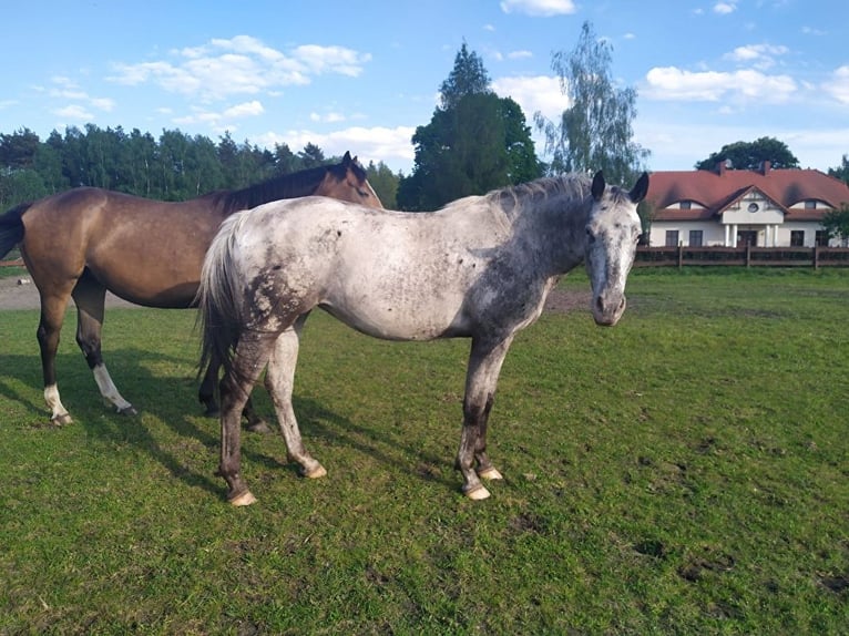 Malopolska horse Mare 4 years 16 hh Leopard-Piebald in Ostrzeszów