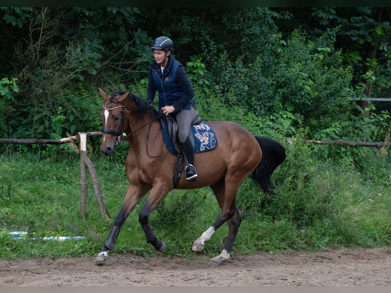Malopolska horse Mare 5 years 16.1 hh Bay in Krzeszowice