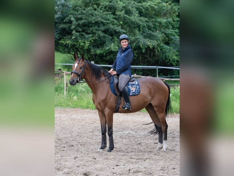 Malopolska horse Mare 5 years 16.1 hh Bay in Krzeszowice