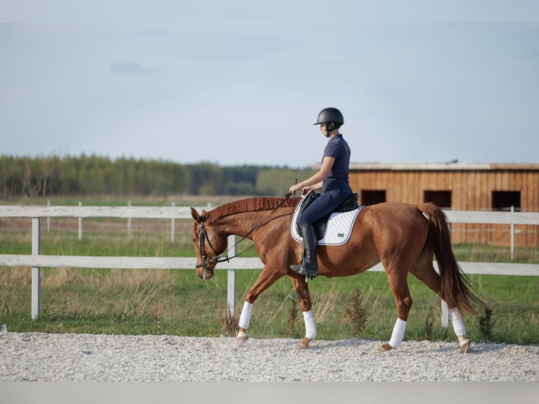 Malopolska horse Mare 6 years 15.1 hh Chestnut-Red in Wydrza