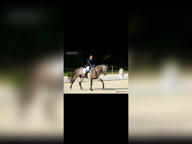 Malopolska horse Mare 6 years 15,2 hh Brown in Baranów