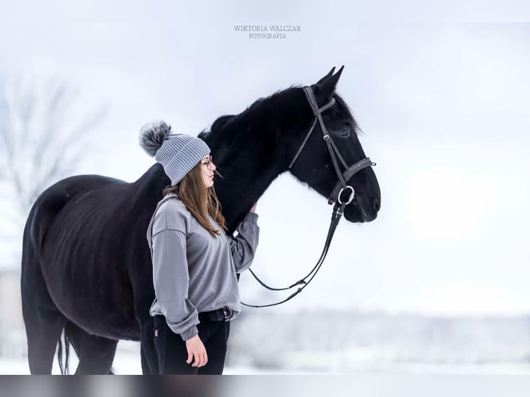 Malopolska horse Mare 6 years 16 hh Black in Leszno Dolne