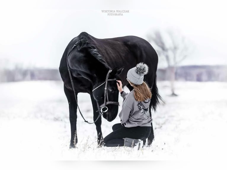 Malopolska horse Mare 6 years 16 hh Black in Leszno Dolne