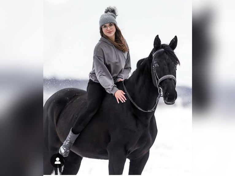 Malopolska horse Mare 6 years 16 hh Black in Leszno Dolne