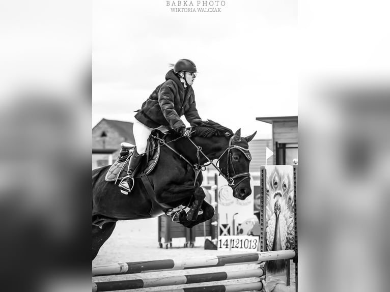 Malopolska horse Mare 6 years 16 hh Black in Leszno Dolne