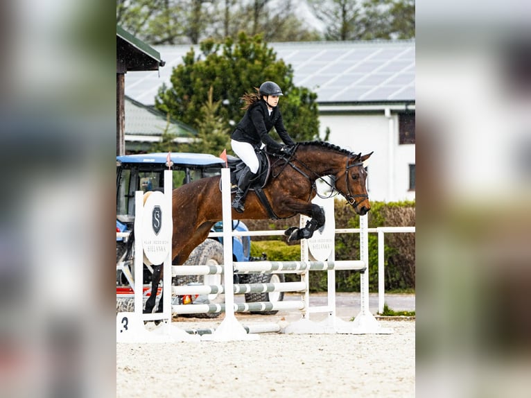 Malopolska horse Mare 6 years 16 hh Brown in Charl&#x119;&#x17C;