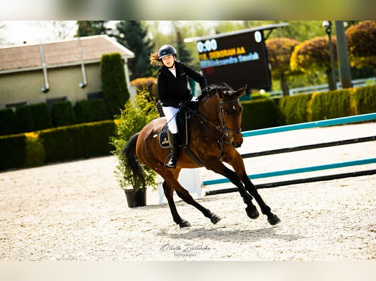 Malopolska horse Mare 6 years 16 hh Brown in Charl&#x119;&#x17C;