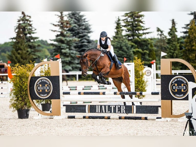 Malopolska horse Mare 6 years 16 hh Brown in Charl&#x119;&#x17C;
