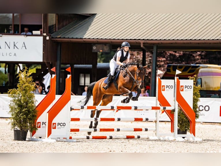Malopolska horse Mare 6 years 16 hh Brown in Charl&#x119;&#x17C;