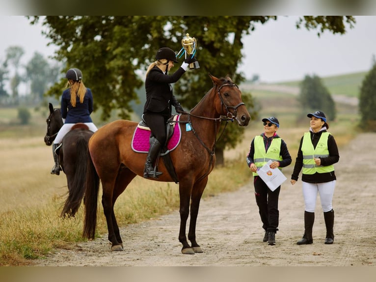 Malopolska horse Mare 7 years 16.1 hh Bay in Zamość