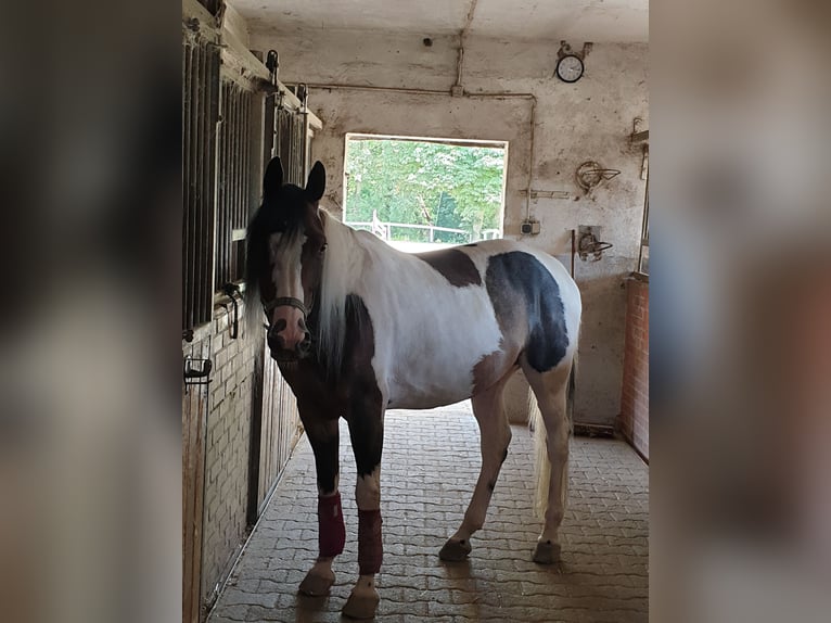 Malopolska horse Mare 9 years 14,2 hh Pinto in Schwerte