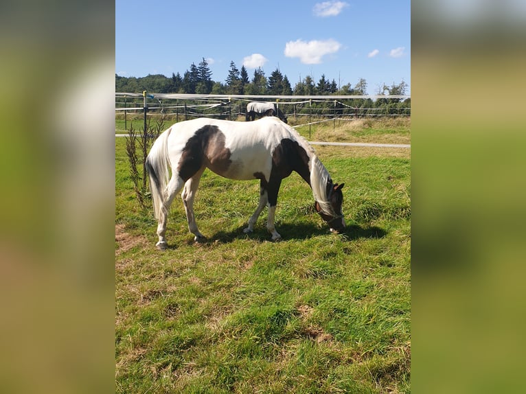 Malopolska horse Mare 9 years 14,2 hh Pinto in Schwerte