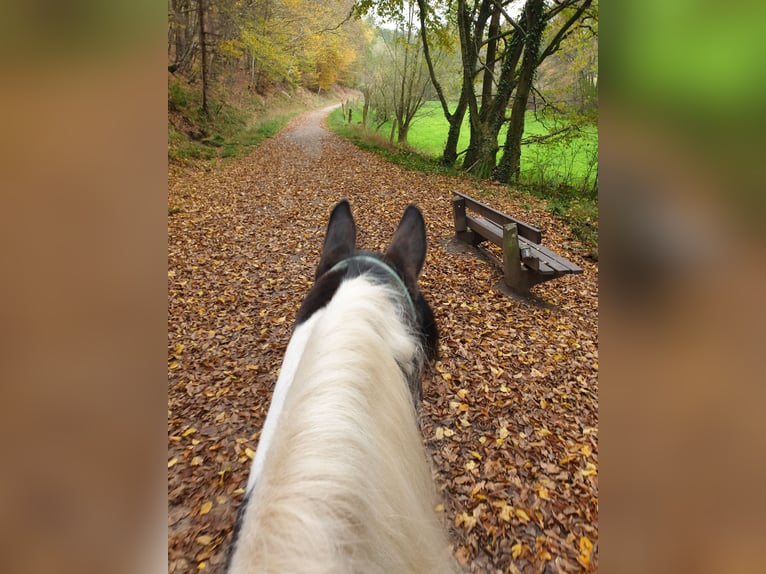 Malopolska horse Mare 9 years 14,2 hh Pinto in Schwerte