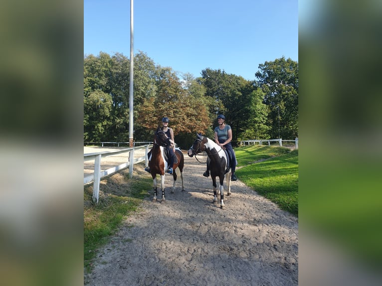 Malopolska horse Mare 9 years 14,2 hh Pinto in Schwerte