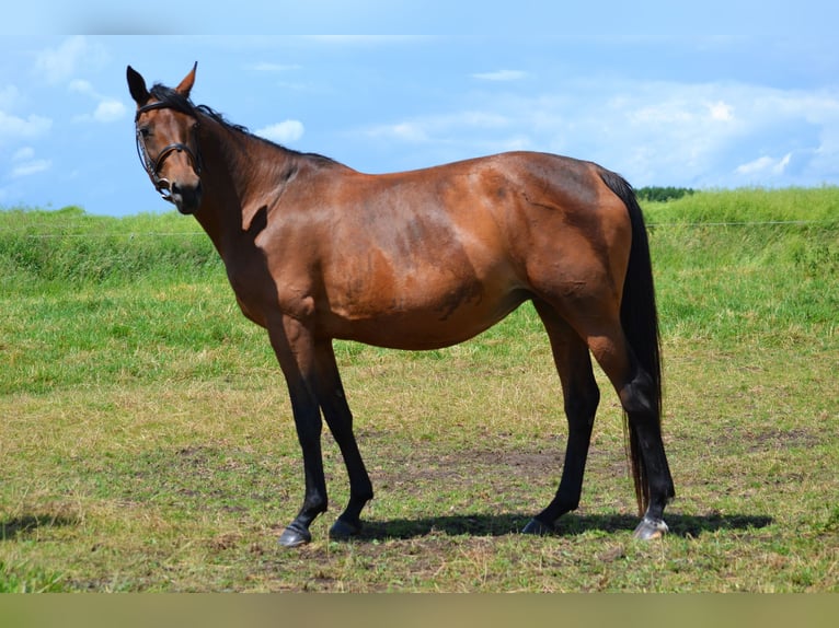 Malopolska horse Mare 9 years 16 hh Brown in Rożniatów