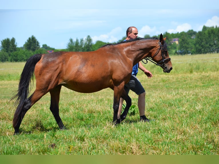 Malopolska horse Mare 9 years 16 hh Brown in Rożniatów