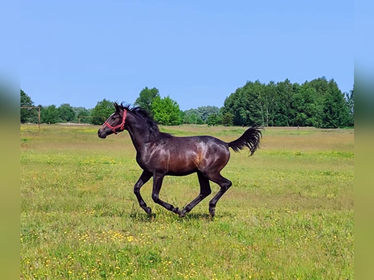Malopolska horse Stallion 1 year 15,1 hh Grey in D&#x119;blin