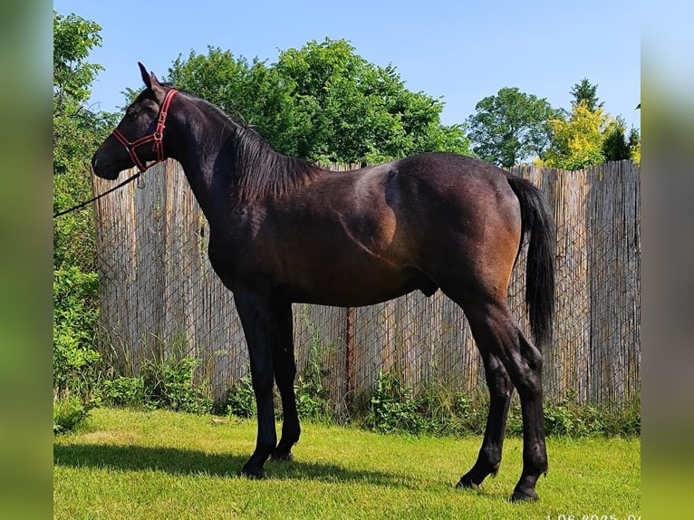Malopolska horse Stallion 1 year 15,1 hh Grey in D&#x119;blin