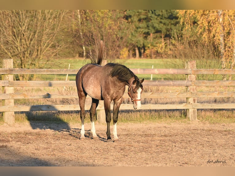 Malopolska horse Stallion 2 years 15,2 hh Gray in Główne