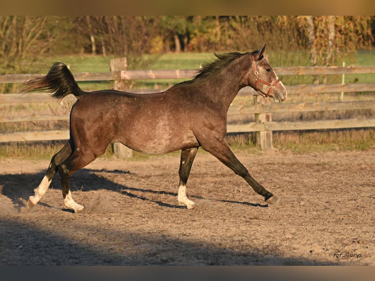 Malopolska horse Stallion 2 years 15,2 hh Gray in Główne