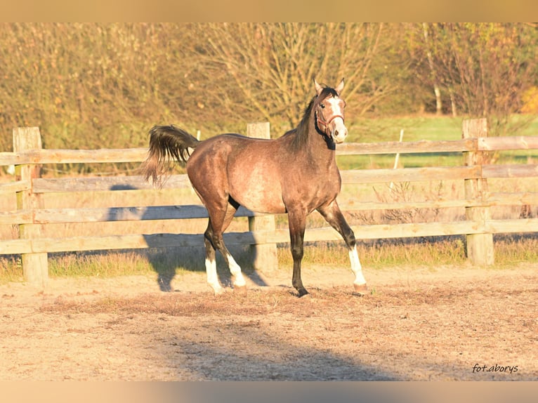 Malopolska horse Stallion 2 years 15,2 hh Gray in Główne