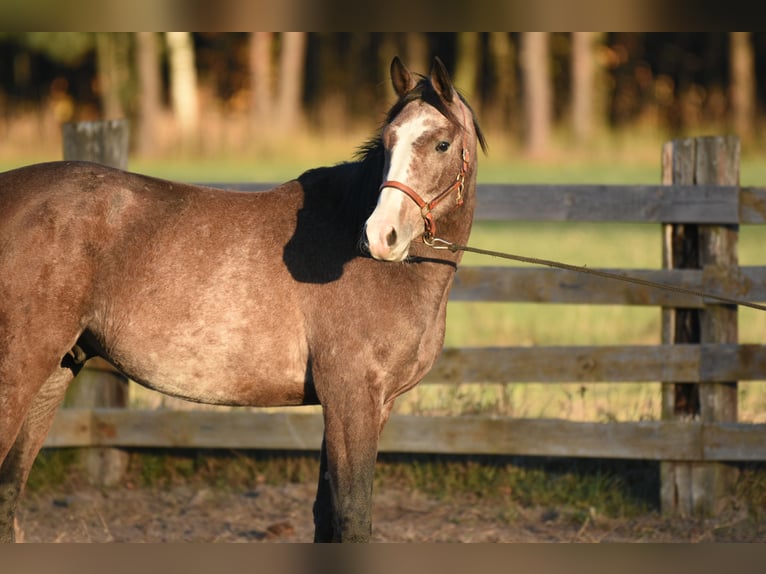 Malopolska horse Stallion 2 years 15,2 hh Gray in Główne