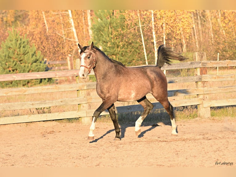 Malopolska horse Stallion 2 years 15,2 hh Gray in Główne