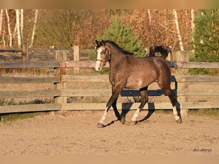 Malopolska horse Stallion 2 years 15,2 hh Gray in Główne