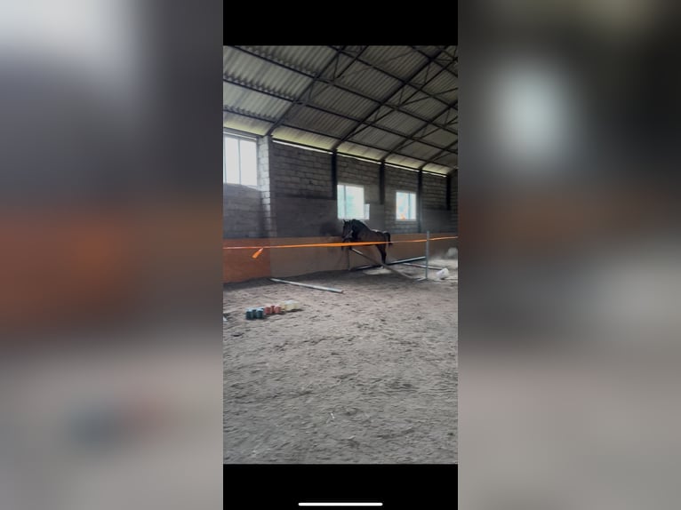 Malopolska horse Stallion 2 years 15,1 hh Bay in Tarn&#xF3;w